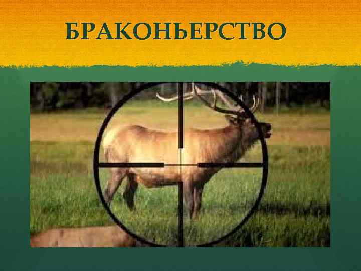 БРАКОНЬЕРСТВО 