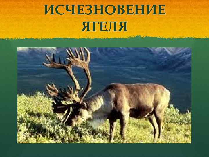 ИСЧЕЗНОВЕНИЕ ЯГЕЛЯ 