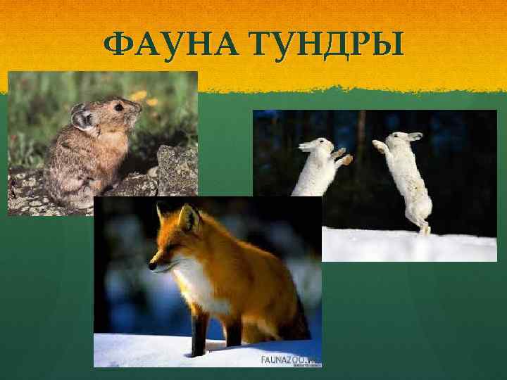 ФАУНА ТУНДРЫ 