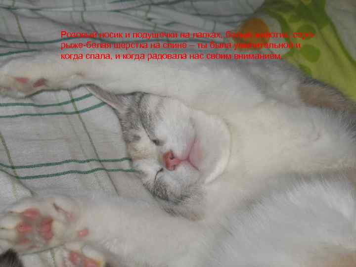 Розовый носик и подушечки на лапках, белый животик, серорыже-белая шерстка на спине – ты