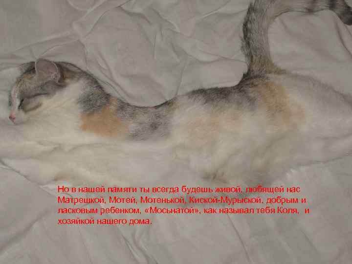 Но в нашей памяти ты всегда будешь живой, любящей нас Матрешкой, Мотенькой, Киской-Мурыской, добрым