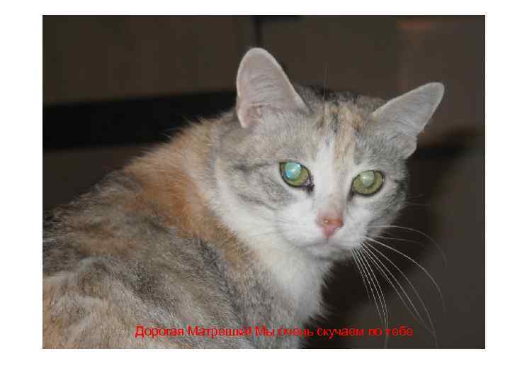 Дорогая Матрешка! Мы очень скучаем по тебе 