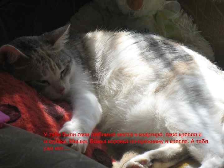У тебя были свои любимые места в квартире, свое кресло и подушка. Мишка, Божья