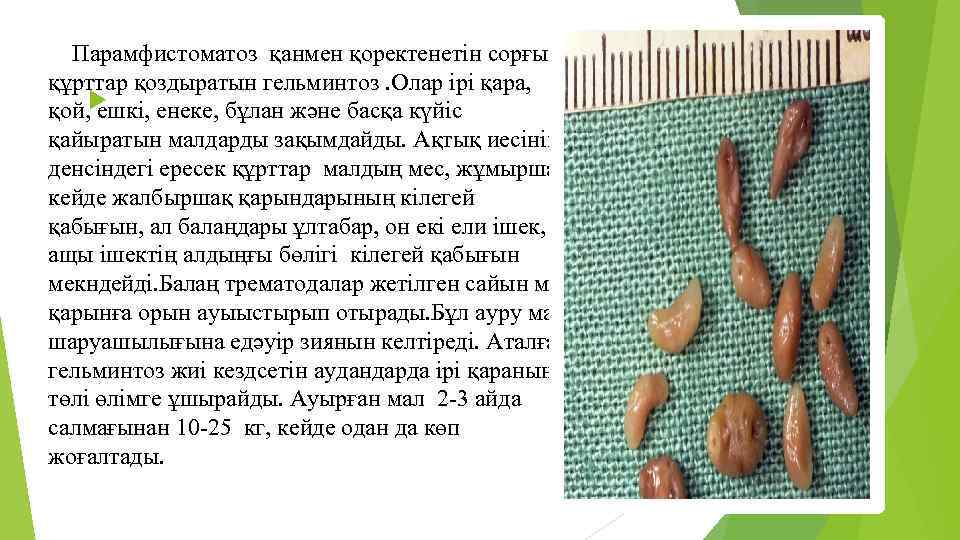 Парамфистоматоз қанмен қоректенетін сорғыш құрттар қоздыратын гельминтоз. Олар ірі қара, қой, ешкі, енеке, бұлан