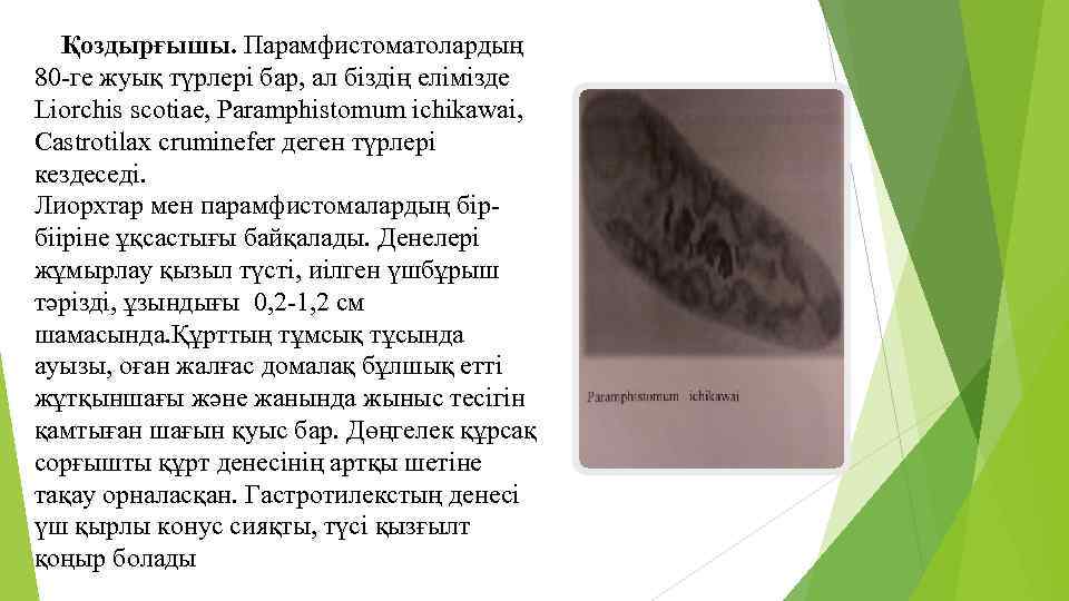 Қоздырғышы. Парамфистоматолардың 80 -ге жуық түрлері бар, ал біздің елімізде Liorchis scotiae, Paramphistomum ichikawai,