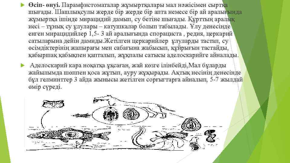  Өсіп- өнуі. Парамфистоматалар жұмыртқалары мал нәжісімен сыртқа шығады. Шашлықсулы жерде бір апта немесе