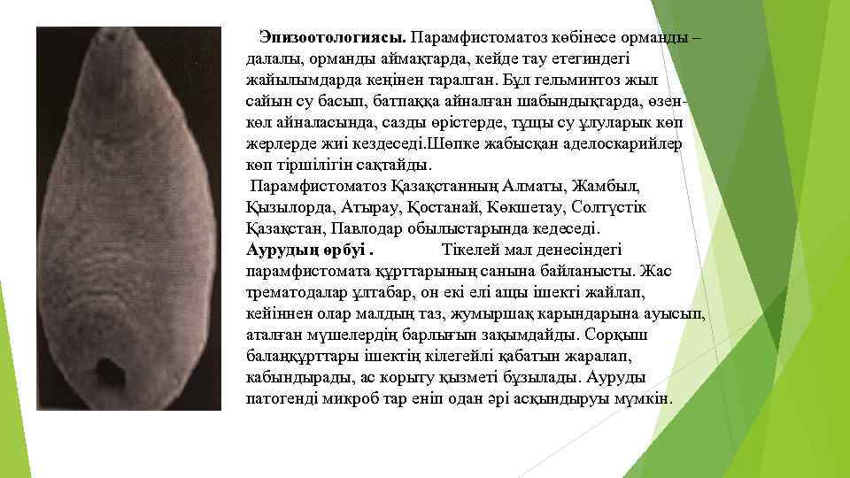 Эпизоотологиясы. Парамфистоматоз көбінесе орманды – далалы, орманды аймақтарда, кейде тау етегиндегі жайылымдарда кеңінен таралган.