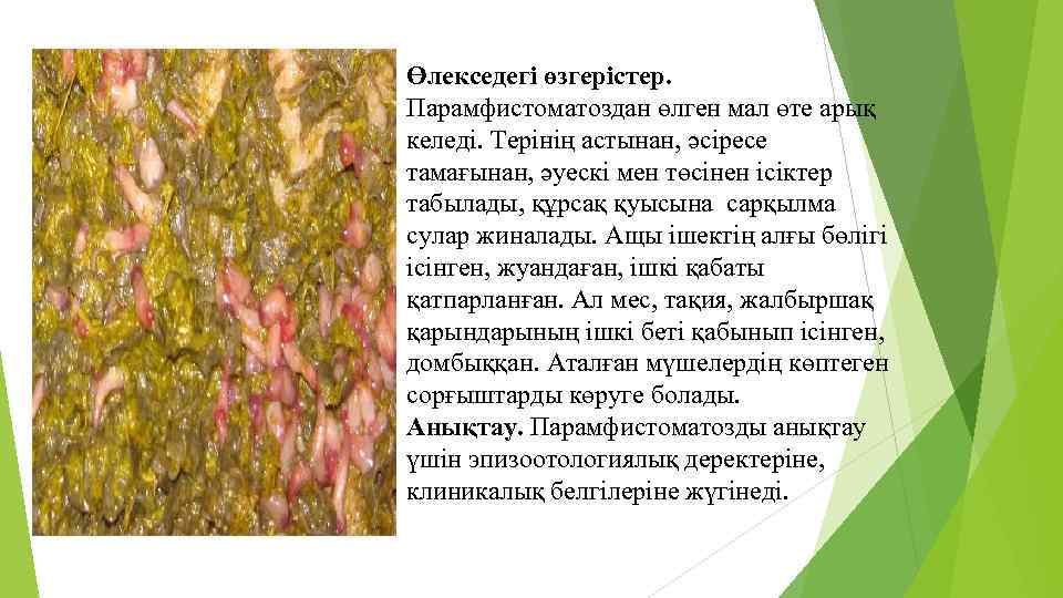 Өлекседегі өзгерістер. Парамфистоматоздан өлген мал өте арық келеді. Терінің астынан, әсіресе тамағынан, әуескі мен