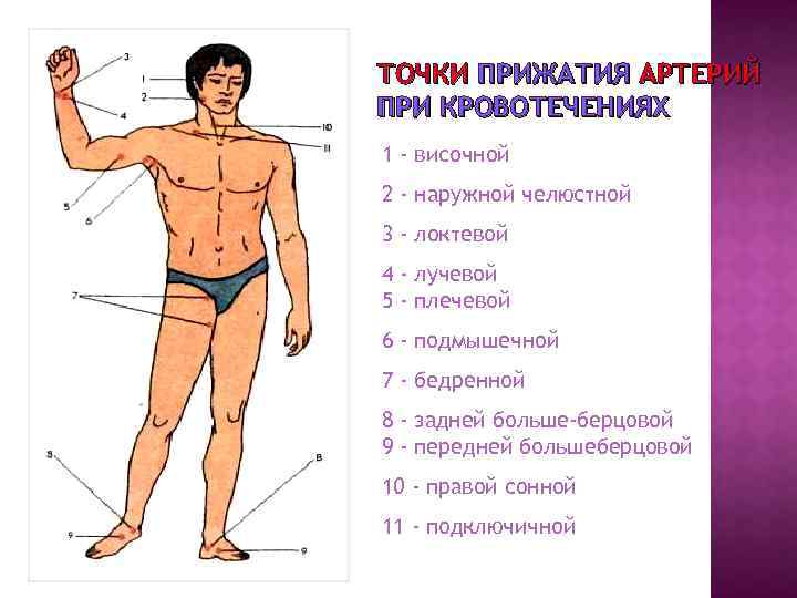 Покажите на рисунке из учебного пособия точки прижатия важнейших артерий сонной