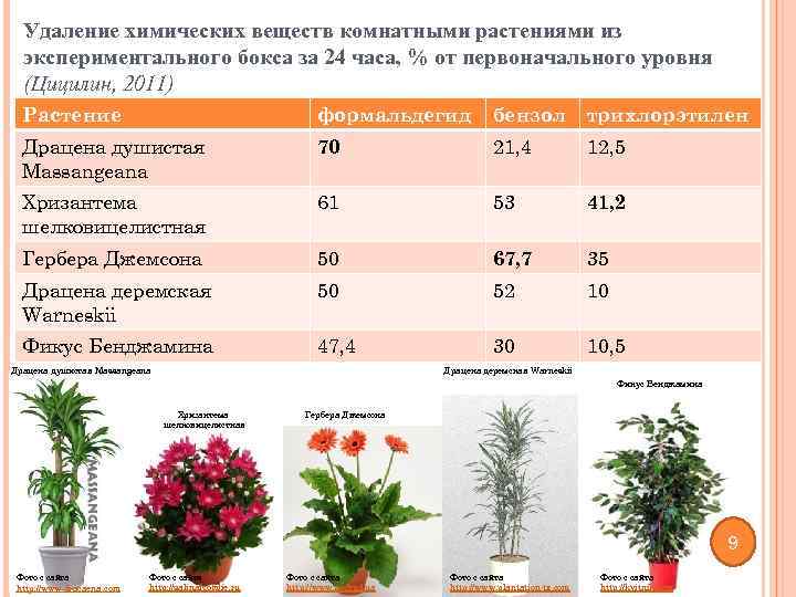 Удаление химических веществ комнатными растениями из экспериментального бокса за 24 часа, % от первоначального