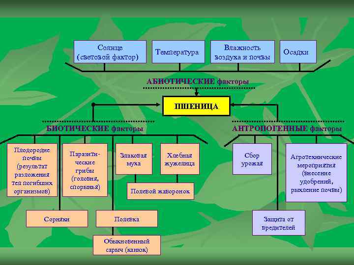 Солнце (световой фактор) Температура Влажность воздуха и почвы Осадки АБИОТИЧЕСКИЕ факторы ПШЕНИЦА БИОТИЧЕСКИЕ факторы