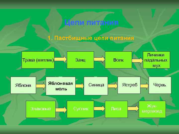 Цепи питания 1. Пастбищные цепи питания Трава (мятлик) Яблоня Заяц Яблоневая моль Злаковые Волк