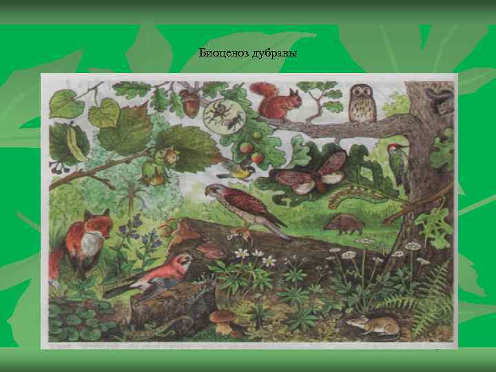 Биоценоз дубравы 