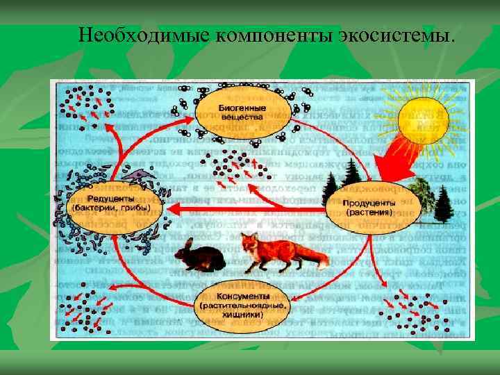 Экосистемная организация природы компоненты экосистем презентация 9 класс