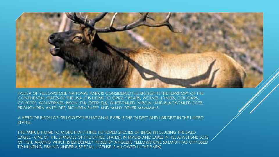 FAUNA OF YELLOWSTONE NATIONAL PARK IS CONSIDERED THE RICHEST IN THE TERRITORY OF THE