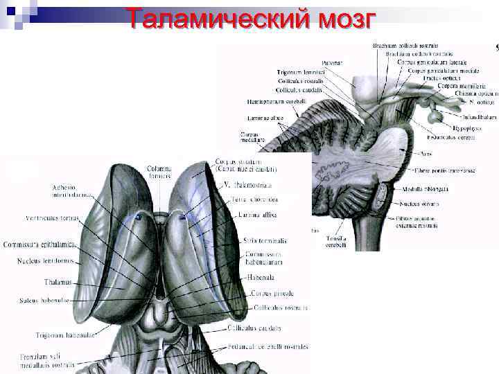 Таламический мозг 