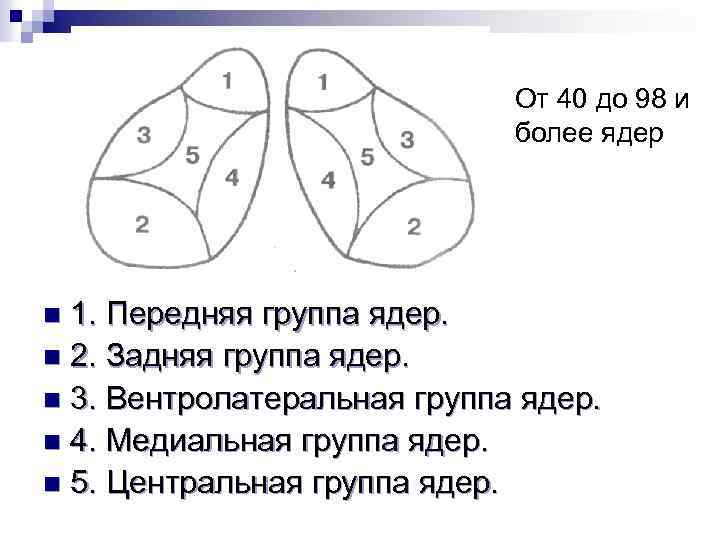 От 40 до 98 и более ядер 1. Передняя группа ядер. n 2. Задняя
