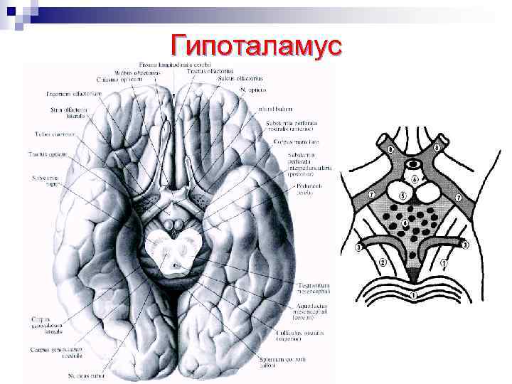 Гипоталамус 