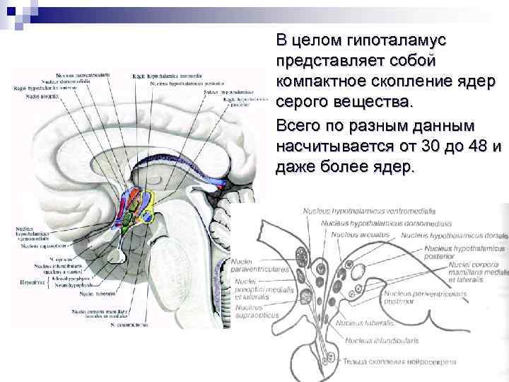 В целом гипоталамус представляет собой компактное скопление ядер серого вещества. Всего по разным данным