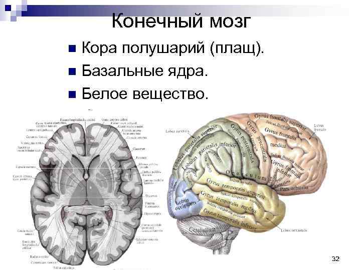 Конечный мозг Кора полушарий (плащ). n Базальные ядра. n Белое вещество. n 32 