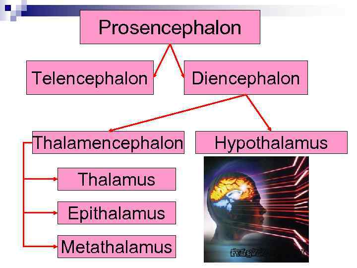 Prosencephalon Telencephalon Thalamus Epithalamus Metathalamus Diencephalon Hypothalamus 
