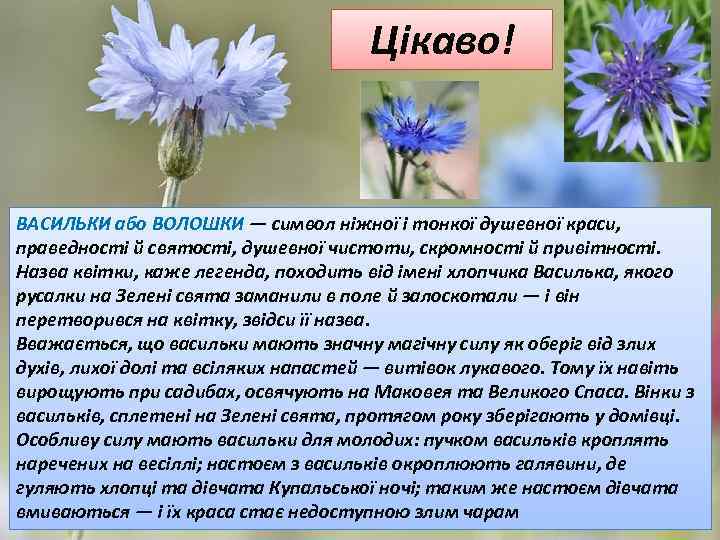 Цікаво! ВАСИЛЬКИ або ВОЛОШКИ — символ ніжної і тонкої душевної краси, праведності й святості,