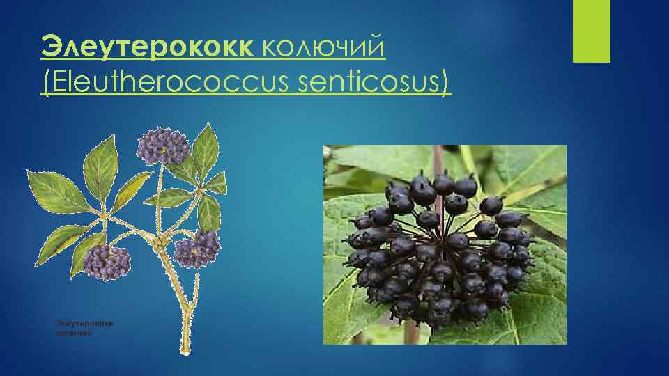 Элеутерококк колючий (Eleutherococcus senticosus) 