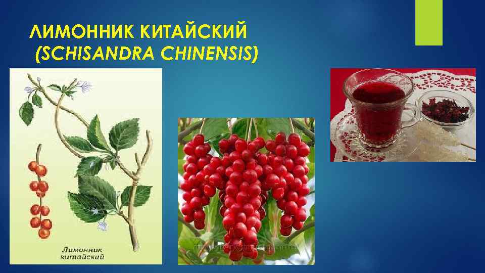 ЛИМОННИК КИТАЙСКИЙ (SCHISANDRA CHINENSIS) 