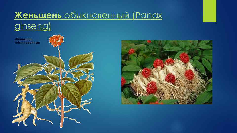 Женьшень обыкновенный (Panax ginseng) 