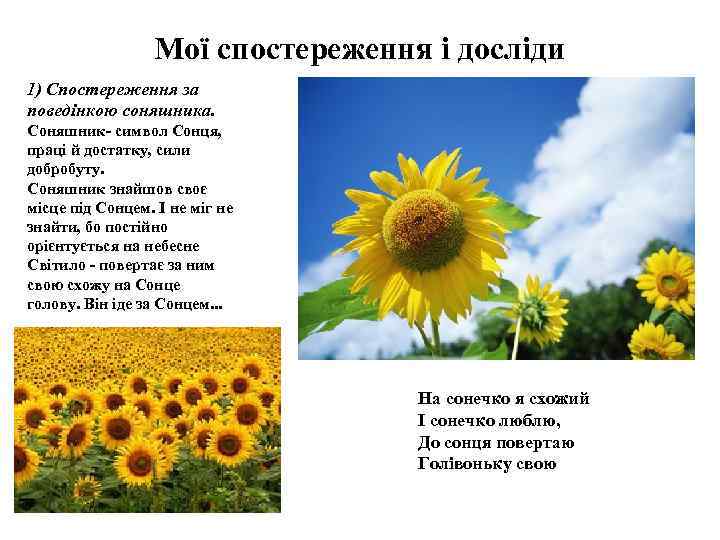 Мої спостереження і досліди 1) Спостереження за поведінкою соняшника. Соняшник- символ Сонця, праці й
