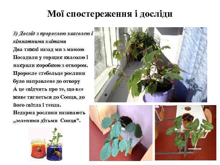 Мої спостереження і досліди 3) Дослід з пророслою квасолею і кімнатними квітами Два тижні
