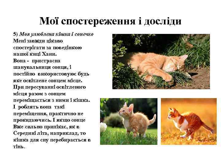 Мої спостереження і досліди 5) Моя улюблена кішка і сонечко Мені завжди цікаво спостерігати