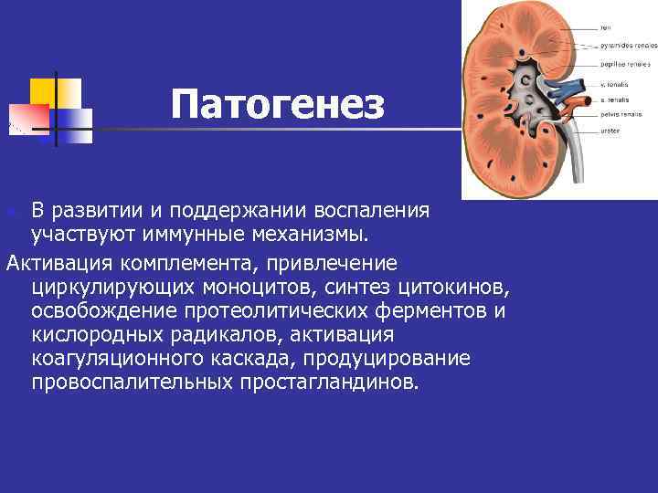 Патогенез В развитии и поддержании воспаления участвуют иммунные механизмы. Активация комплемента, привлечение циркулирующих моноцитов,