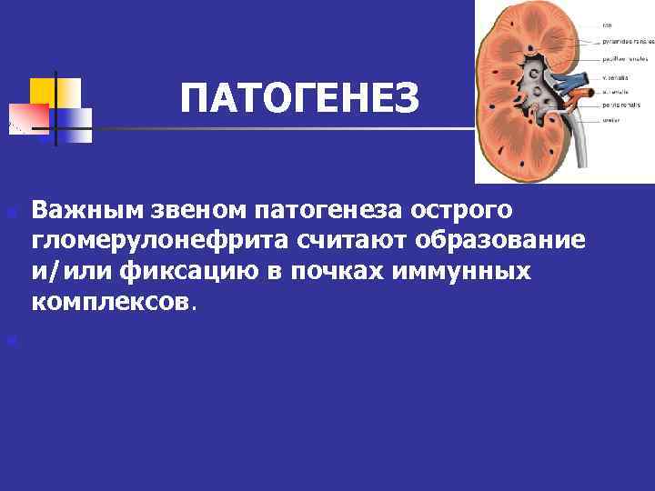 ПАТОГЕНЕЗ n n Важным звеном патогенеза острого гломерулонефрита считают образование и/или фиксацию в почках