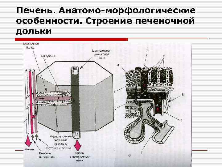 Печень. Анатомо-морфологические особенности. Строение печеночной дольки 