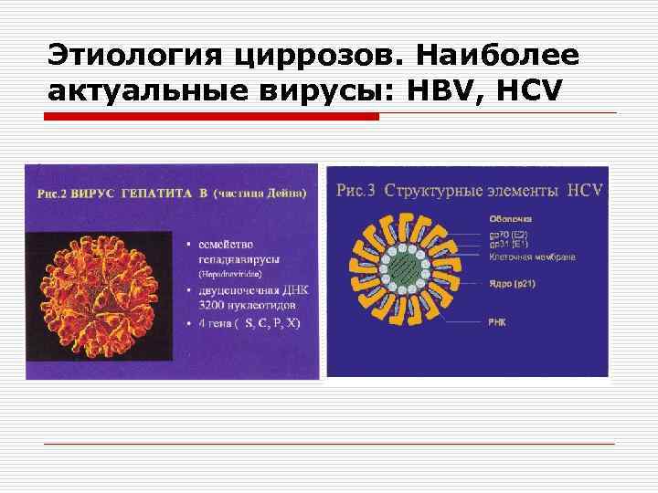 Этиология циррозов. Наиболее актуальные вирусы: HBV, HCV 