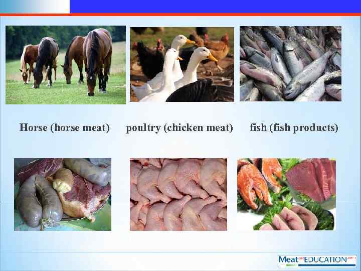 Horse (horse meat) poultry (chicken meat) fish (fish products) 