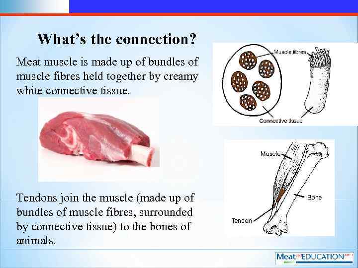 What’s the connection? Meat muscle is made up of bundles of muscle fibres held