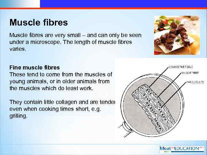 Muscle fibres are very small – and can only be seen under a microscope.