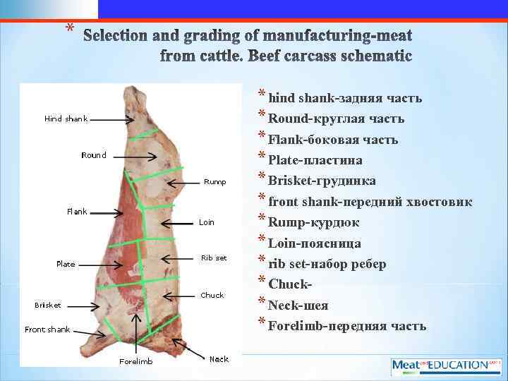 * * hind shank-задняя часть * Round-круглая часть * Flank-боковая часть * Plate-пластина *