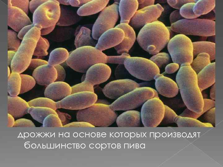 дрожжи на основе которых производят большинство сортов пива 