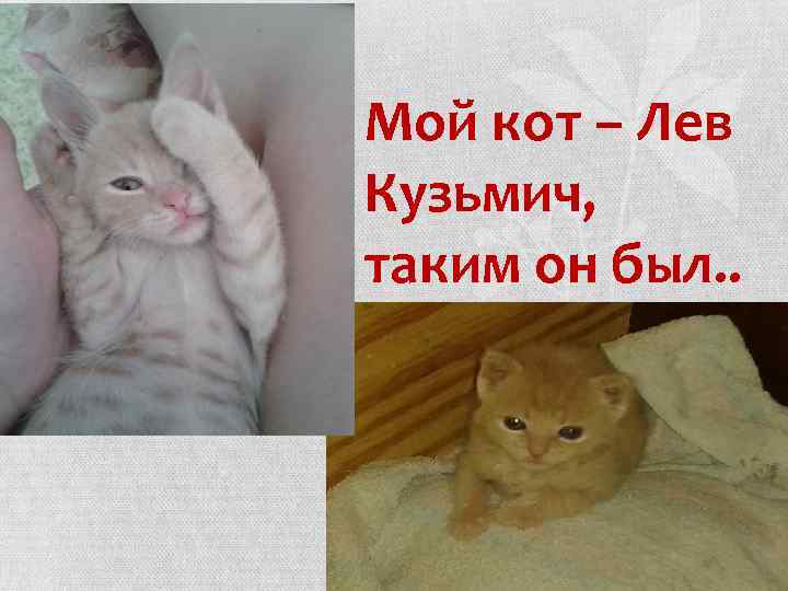 Мой кот – Лев Кузьмич, таким он был. . 