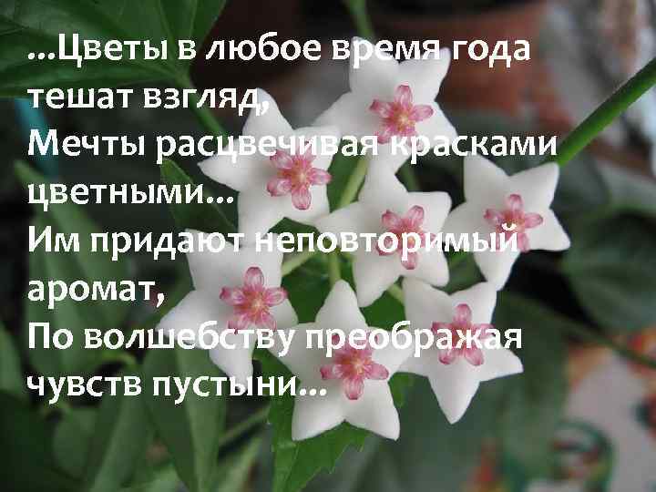 . . . Цветы в любое время года тешат взгляд, Мечты расцвечивая красками цветными.