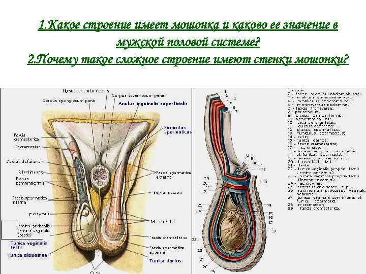 1. Какое строение имеет мошонка и каково ее значение в мужской половой системе? 2.