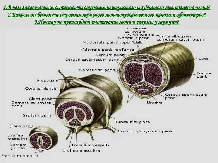 Схема разреза полового члена