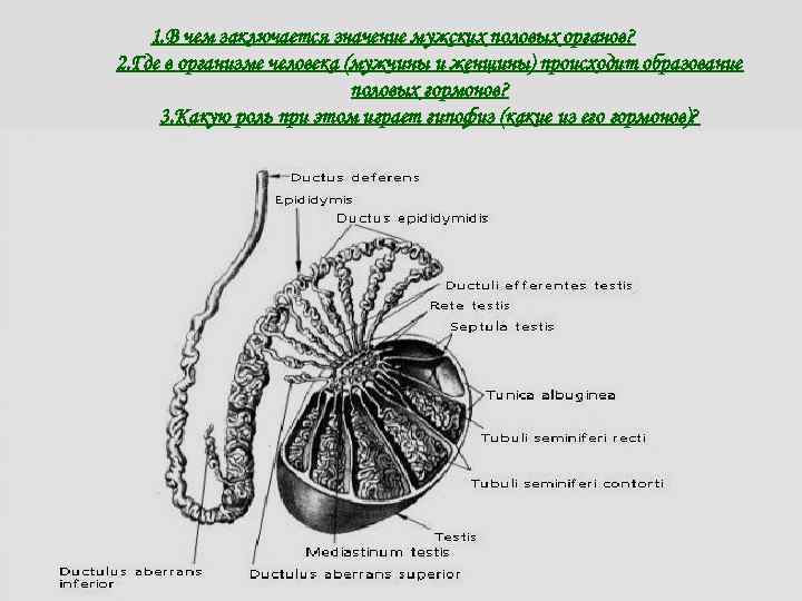 1. В чем заключается значение мужских половых органов? 2. Где в организме человека (мужчины