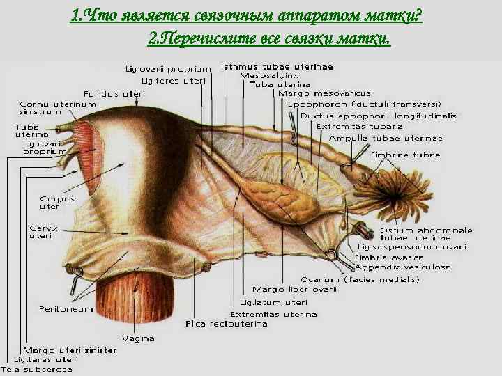 1. Что является связочным аппаратом матки? 2. Перечислите все связки матки. 