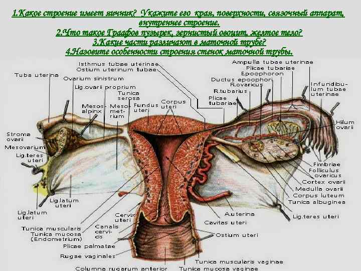 1. Какое строение имеет яичник? Укажите его края, поверхности, связочный аппарат, внутреннее строение. 2.