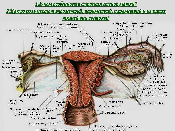 1. В чем особенности строения стенок матки? 2. Какую роль играют эндометрий, периметрий, параметрий