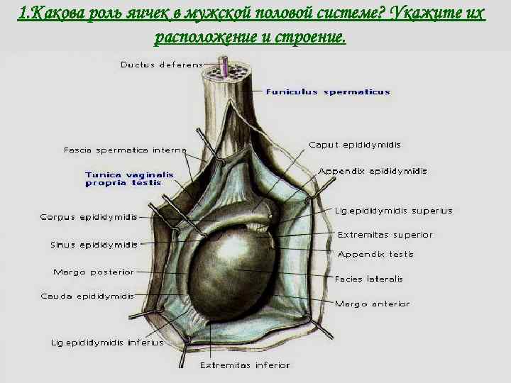 1. Какова роль яичек в мужской половой системе? Укажите их расположение и строение. 